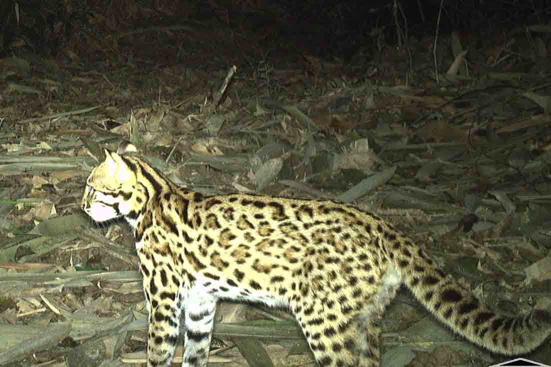 Mèo rừng có hình dáng và thể trạng tương tự như một con mèo đã được thuần hóa, tuy nhiên màu sắc lông của những con mèo hoang dã này có màu vàng nhạt, sọc nâu đen hoặc có đốm, phần bên dưới của nó màu xám hoặc đôi khi là màu đen tuyền.