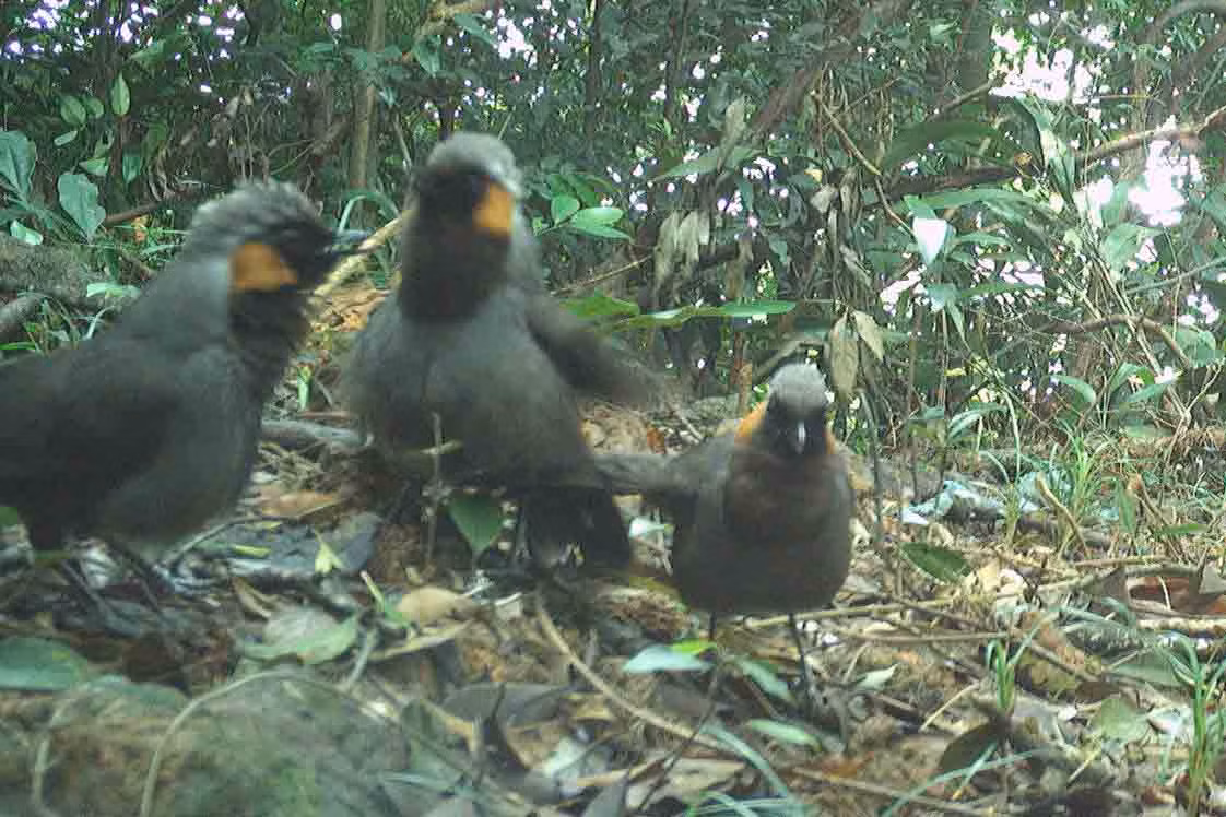 Khướu có tên khoa học là Pteruthius aenobarbus, dài 11-12 cm. Đây là loài chim định cư, sống ở rừng lá rộng thường xanh, độ cao 1.200-2.200 m.