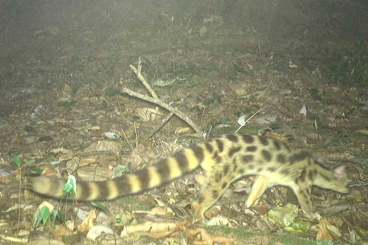 Cầy gấm là loài hoạt động về đêm, chủ yếu ở các cây thấp cách mặt đất từ 1 đến 1,5 m và đôi khi chúng cũng xuống mặt đất tìm thức ăn.