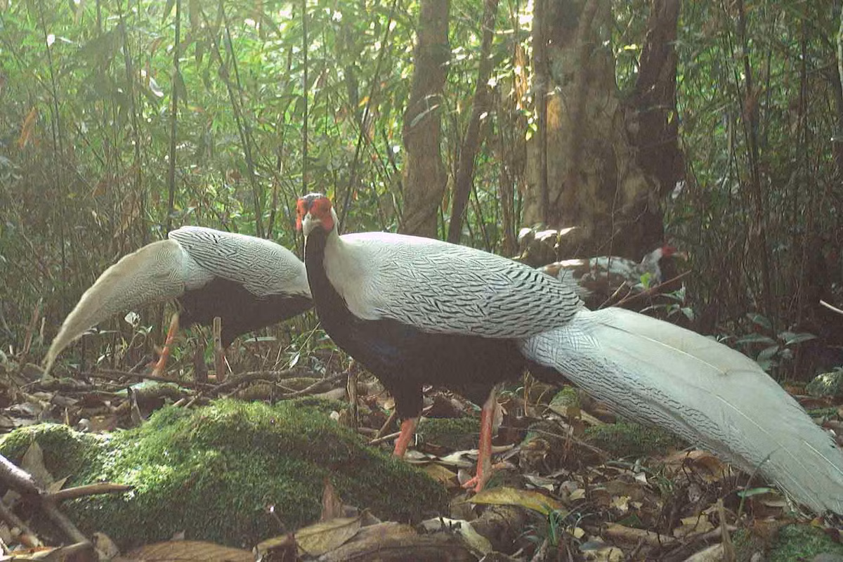 Các loài động vật quý hiếm được ghi nhận lần này, gồm: voi châu Á, khỉ mặt đỏ, khỉ vàng, khỉ đuôi lợn, khỉ mốc, mang Trường Sơn, mang lớn, mang thường, sơn dương, nai, thỏ vằn Trường Sơn, tê tê, cheo cheo Nam Dương, nai, nhím bờm, nhím đuôi dài, cầy vòi hương, chồn móc cua, chồn bạc má, cầy vòi mốc, cầy gấm, chồn họng vàng, triết bụng vàng, triết chỉ lưng, dúi, cầy vằn Bắc, mèo rừng, sóc, lửng lợn, lợn rừng, gà so lưng gụ, gà so họng hung, gà rừng, khướu đất hung, hoét xanh, khướu má hung, chích chòe lửa, đuôi cụt, gà lôi trắng, gà tiền mặt vàng… Ảnh: Gà lôi 