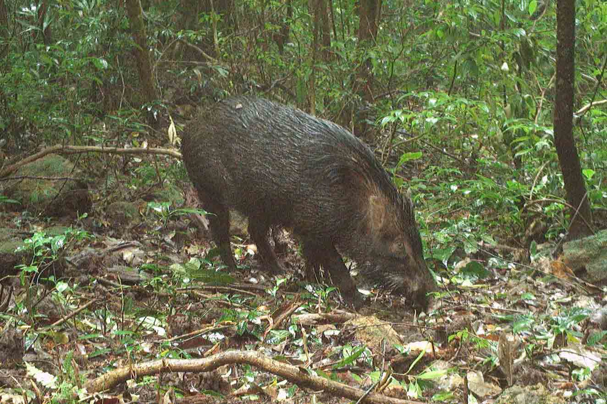 Lợn rừng đang đi tìm kiếm thức ăn.