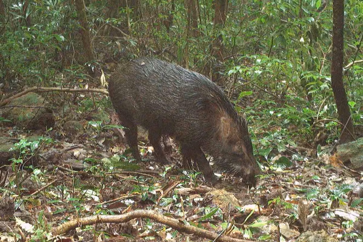 Lợn rừng đang đi tìm kiếm thức ăn.