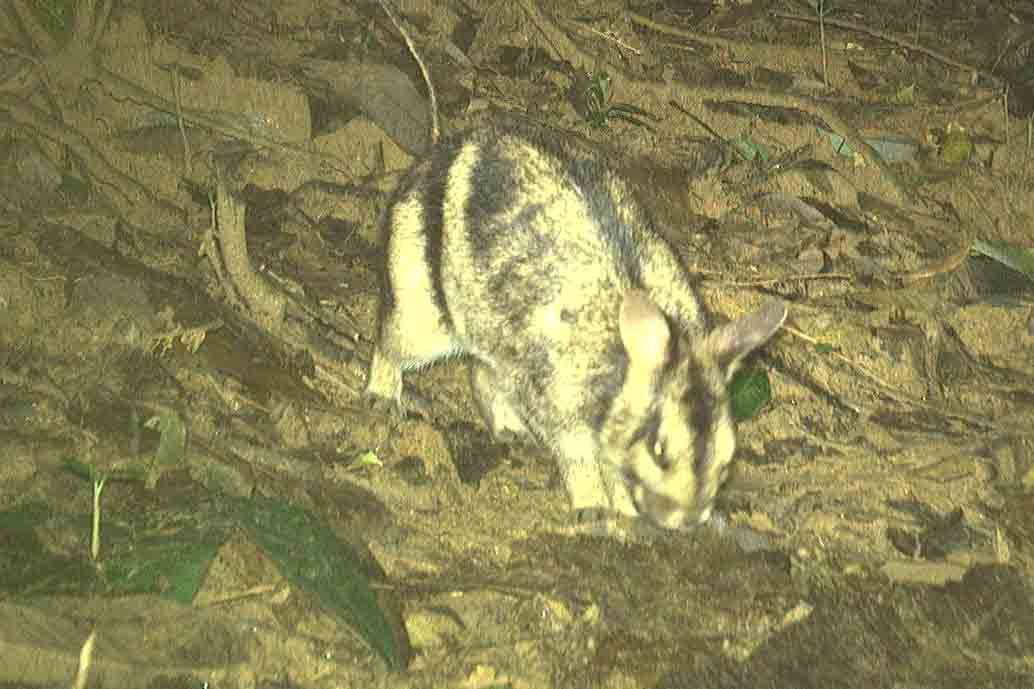 Thỏ vằn Trường Sơn – Annamite Stripped Rabbit (Nesolagus timminsi) là loài đặc hữu, quý hiếm chỉ có ở dãy Trường Sơn, khu vực biên giới Việt - Lào.