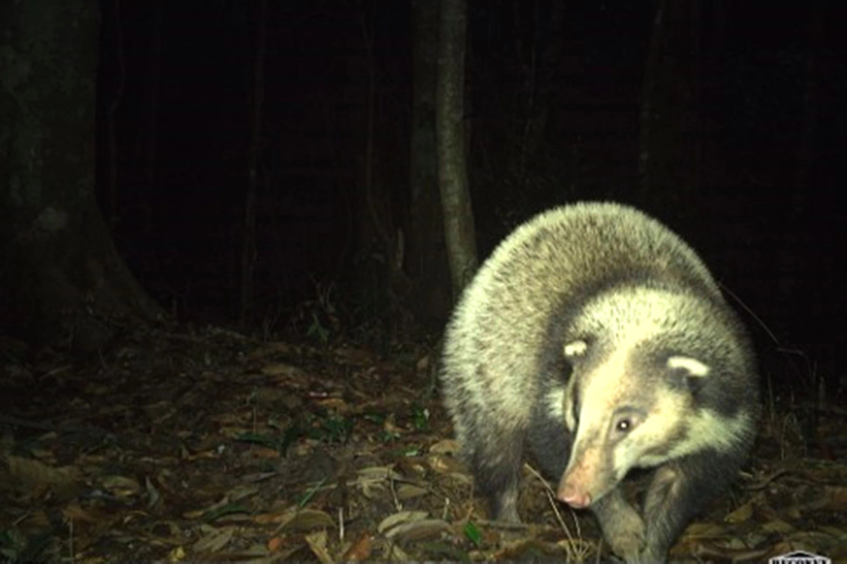 Lửng lợn (Arctonyx collaris F. cuvier) thuộc họ chồn (Mustelidae), tên khác là chồn hoang, con cúi, là một loài thú hoang dã có thân hình hơi dẹp, dài 70-80cm, đuôi dài 20-25cm, trọng lượng 12-14kg.