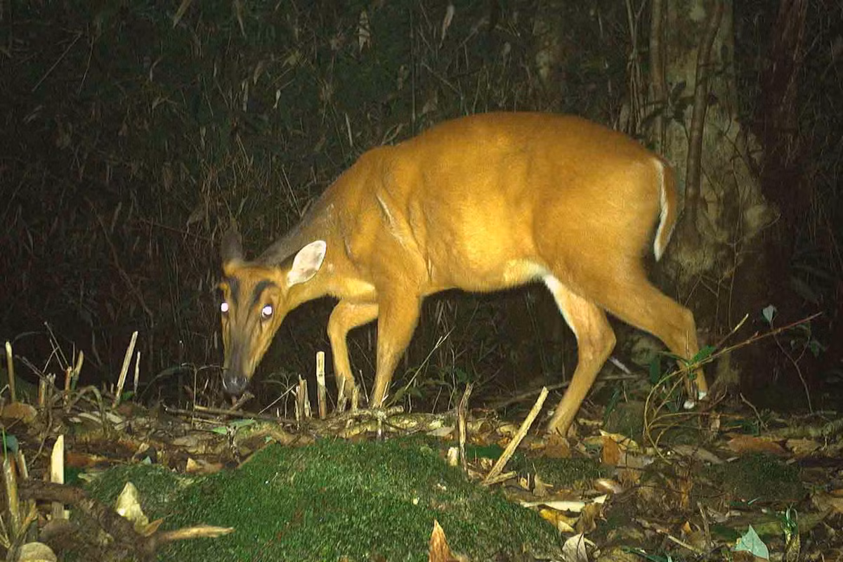 Mang là loài có kích thước trung bình thuộc họ huơu nai, trọng lượng cơ thể khoảng 40 - 50kg.