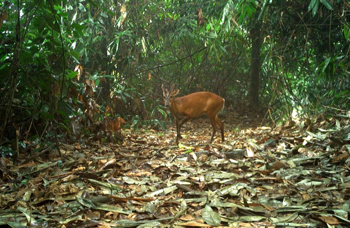 Ngày 23/02, thông tin từ Vườn quốc gia Vũ Quang (Hà Tĩnh) cho biết, thông qua 85 điểm đặt bẫy ảnh giám sát đa dạng sinh học tại Vườn quốc gia Vũ Quang, đơn vị đã ghi nhận được 58 loài động vật hoang dã, quý hiếm, trong đó có 9 loài đặc hữu của dãy Trường Sơn. Ảnh: Nai rừng tại Vườn quốc gia Vũ Quang là loài động vật quý hiếm, đang có nguy cơ tuyệt chủng. 