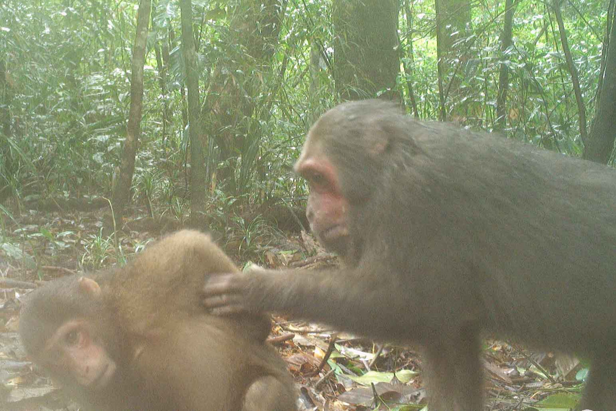 Khỉ mặt đỏ có tên khoa học Macaca Arctoides, là loài động vật hoang dã nguy cấp, quý hiếm cần được bảo vệ thuộc nhóm IIB nằm trong Sách Đỏ Việt Nam.