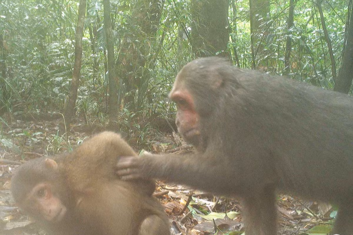 Khỉ mặt đỏ có tên khoa học Macaca Arctoides, là loài động vật hoang dã nguy cấp, quý hiếm cần được bảo vệ thuộc nhóm IIB nằm trong Sách Đỏ Việt Nam.