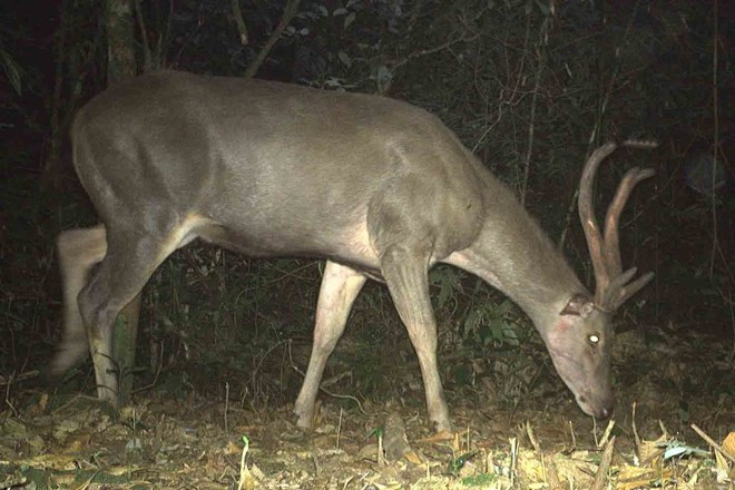 Sơn dương là một loài động vật cỡ lớn thuộc họ Trâu, cá thể trưởng thành của loài thú móng guốc này dài 1,4-1,8 mét, nặng 120-150 kg.