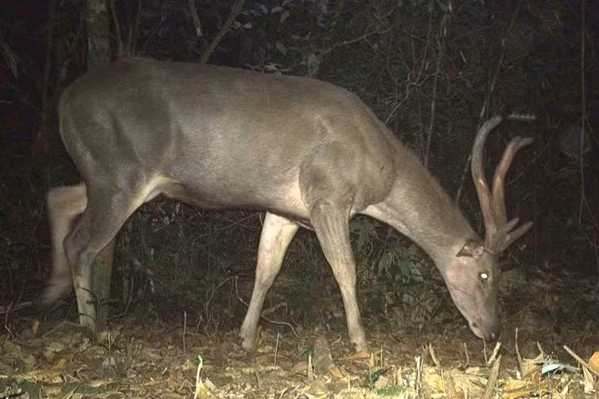 Sơn dương là một loài động vật cỡ lớn thuộc họ Trâu, cá thể trưởng thành của loài thú móng guốc này dài 1,4-1,8 mét, nặng 120-150 kg.