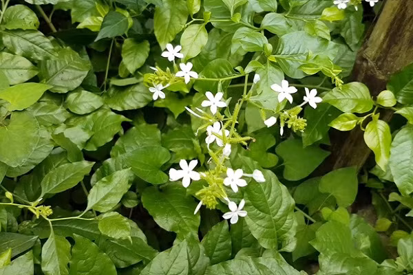 Những loại cây không nên trồng quanh nhà vì thu hút rắn - Hình 2 Nhung loai cay khong nen trong quanh nha vi thu hut ran-Hinh-2