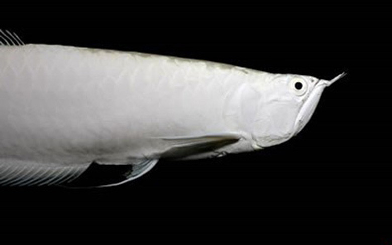 Cá rồng có tên khoa học là Scleropages formosus. Đây là loài cá có kích thước lớn, chiều dài cơ thể tới 90cm và trọng lượng hơn 7kg khi trưởng thành. Loại cá này giá có thể lên tới 300 triệu đồng/con