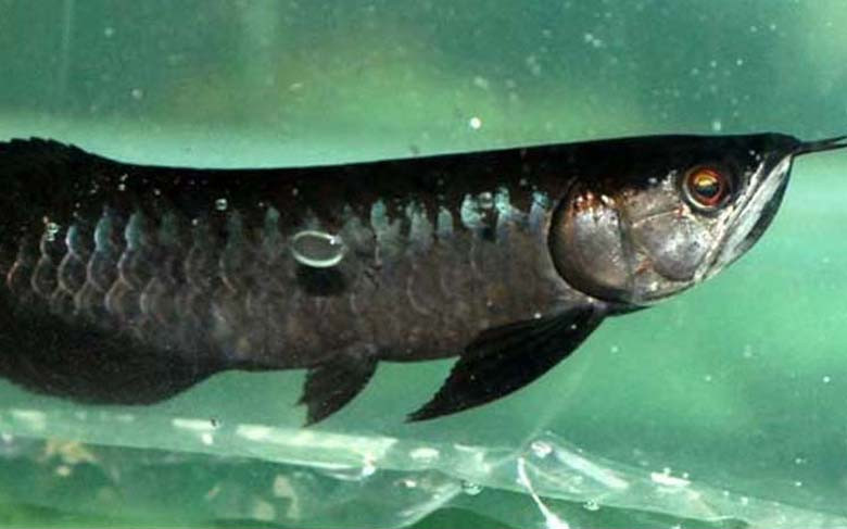 Bởi thế, giới chơi cá cảnh các nước châu Á như: Trung Quốc, Singapore, Thái Lan, Indonesia, Malaysia,... và Việt Nam đều tôn vinh cá rồng là "ông hoàng" của các loài cá cảnh.