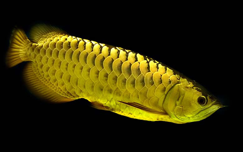 Thời gian gần đây, trào lưu nuôi cá cảnh ngày càng nở rộ với nhiều loại cá độc lạ khác nhau, kèm với mức chi phí không hề rẻ. Một trong số đó là thú chơi cá huyết long (còn gọi là cá huyết rồng), giống cá quý hiếm biểu tượng cho sự quyền quý và thịnh vượng.