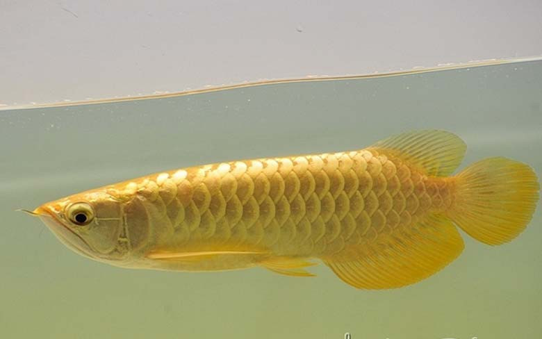 Những người chơi cá quan niệm rằng, cá rồng là biểu tượng của sự quyền quý, may mắn và thịnh vượng. Có được một bể cá rồng trong nhà là có sức mạnh trấn tà ma xui rủi, đón tài lộc, phúc đức vào nhà,...