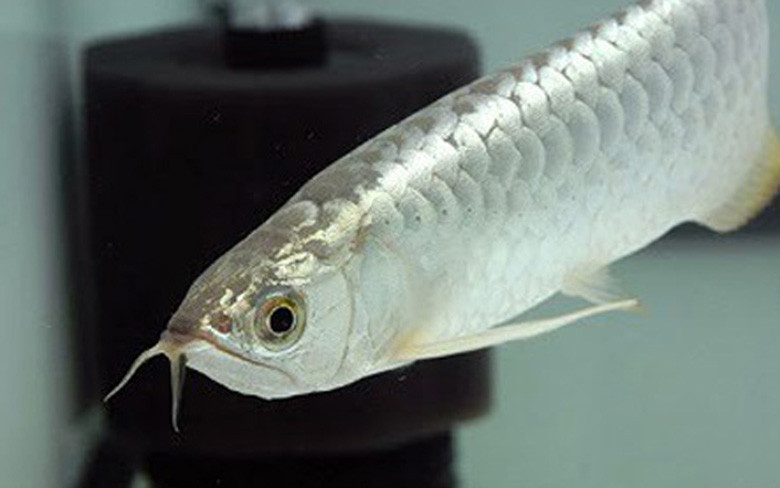 Sở dĩ giá cao là bởi hình dáng và thần thái sang trọng, khác biệt với các loại cá khác. Cá rồng hấp dẫn bởi có bộ vảy lớn, óng ánh màu sắc như vảy vàng; môi dưới có hai râu dài hệt như râu rồng... Với thân hình dài, dáng bơi luôn khoan thai, mềm mại như "long chầu"; thế nhưng khi cần săn mồi thì nó vô cùng mạnh mẽ, quyết liệt tựa "hổ phục"...