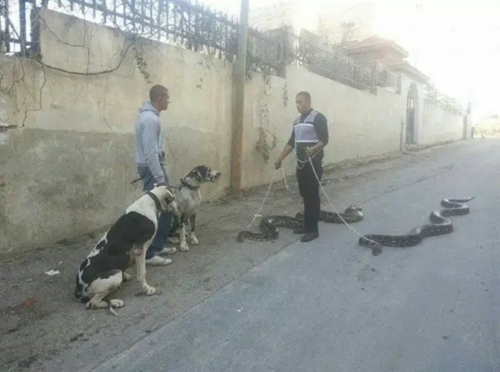 Có thú cưng là cho thì quá bình thường, dân chơi ngày nay là nuôi "bé Na" và dắt đi dạo như này nhé!