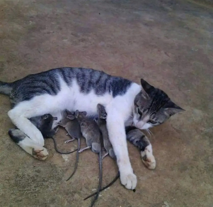 Hẳn là có gì đó nhầm lẫn ở đây chứ điều trong hình không thể xảy ra được.