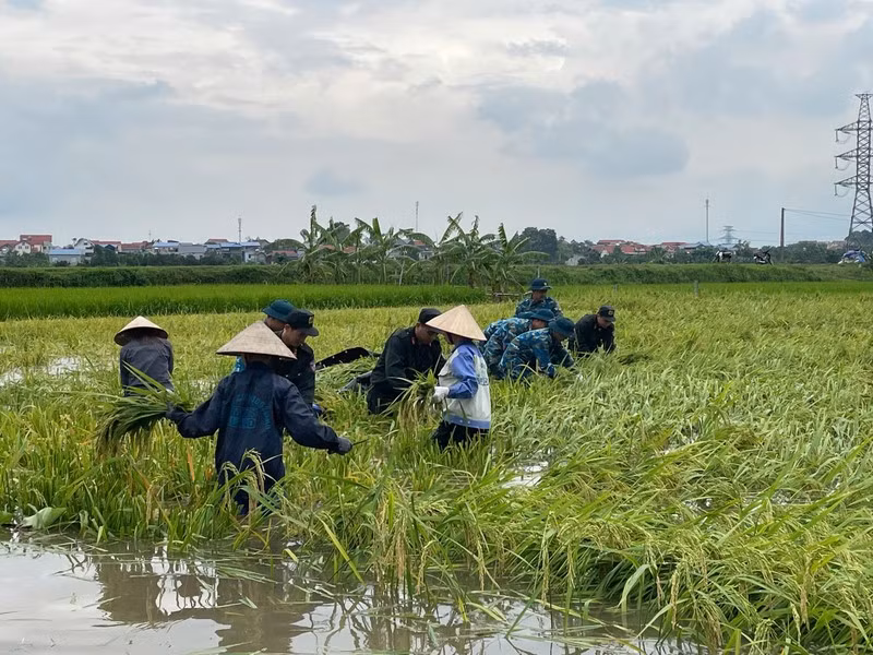 Lực lượng Cảnh sát cơ động và bộ đội tên lửa cùng giúp dân gặt lúa chạy lũ