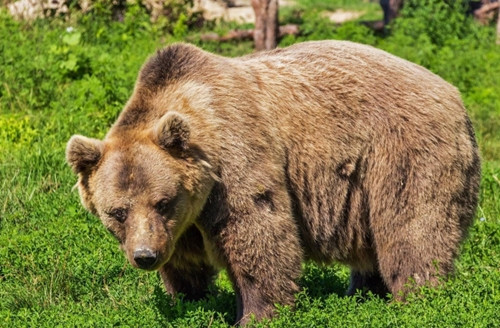 Dung dau goi mui trai cay qua thom, nguoi phu nu chet tham