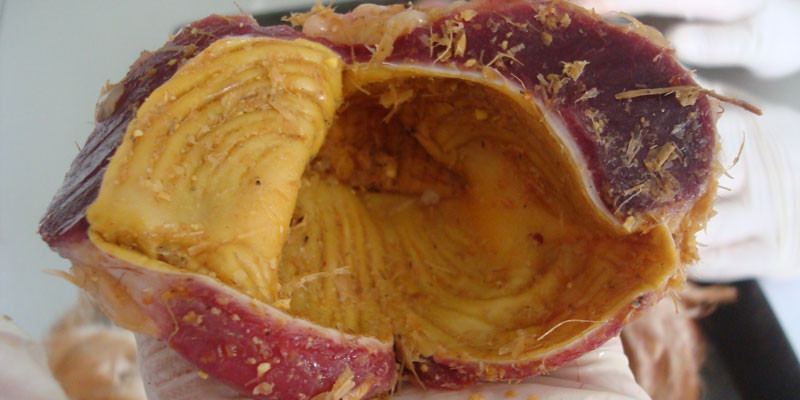 Theo y học cổ truyền, kê nội kim là màng trong (nội mạc) của mề (dạ dày) con gà, có vị ngọt, tính bình, thường dùng cho các trường hợp ăn uống không tiêu, trẻ em suy dinh dưỡng, di tinh, di niệu, sỏi đường mật, sỏi đường tiết niệu…