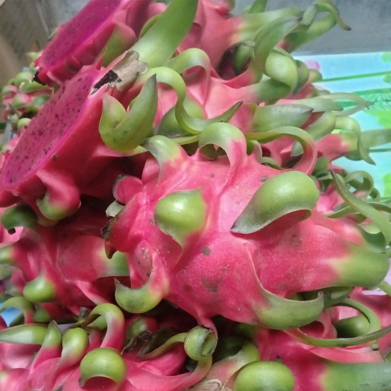 Loại thứ hai: Thanh long héo tai Tiếp theo, khi mua thanh long, hãy quan sát kỹ bề mặt, nếu bề mặt và tai của thanh long đã hơi khô, héo vàng thì điều này nói lên rằng, thanh long đã được bảo quản trong thời gian dài.