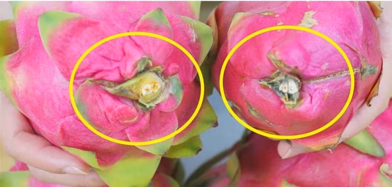 Ngoài ra, hãy nhìn vào phần đầu rễ của quả thanh long. Nếu bộ phận này bị giòn và dễ đứt gãy thì quả thanh long đó có thể đã chín quá mức, dễ nẫu, không nên chọn quả như vậy.