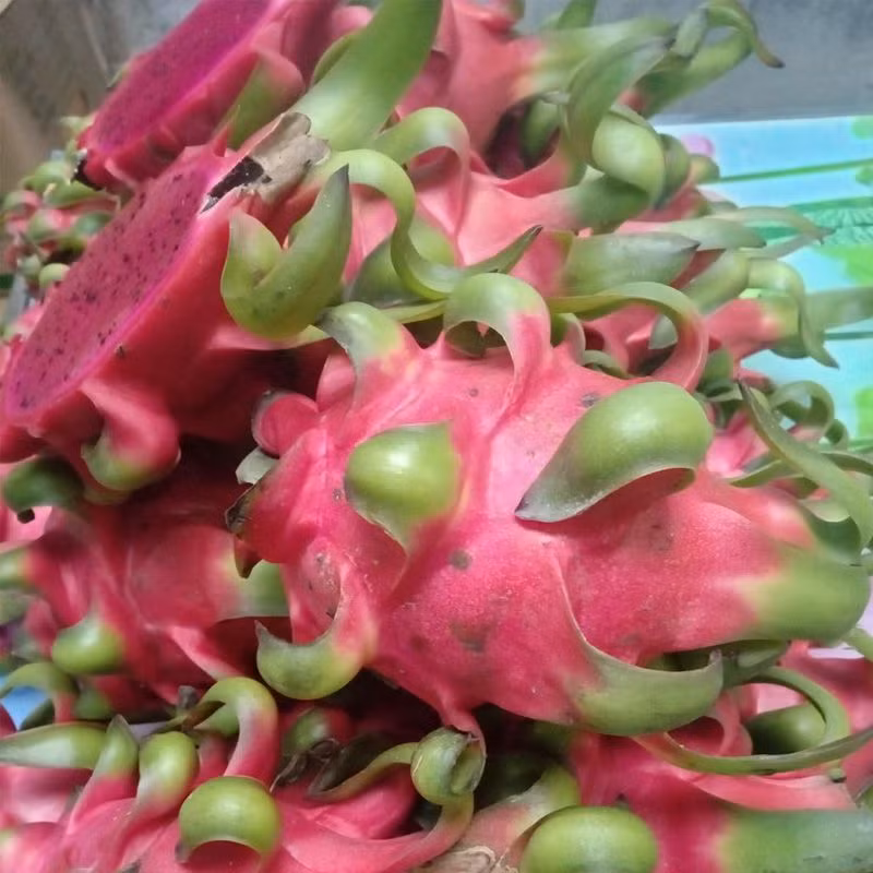 Loại thứ hai: Thanh long héo tai Tiếp theo, khi mua thanh long, hãy quan sát kỹ bề mặt, nếu bề mặt và tai của thanh long đã hơi khô, héo vàng thì điều này nói lên rằng, thanh long đã được bảo quản trong thời gian dài.