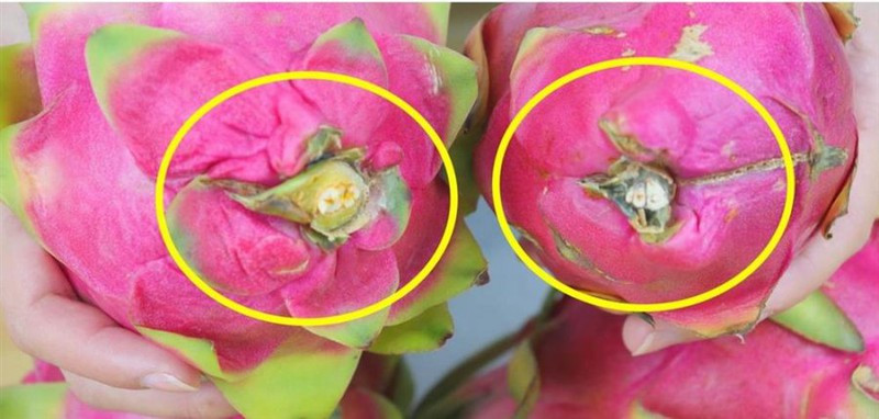 Ngoài ra, hãy nhìn vào phần đầu rễ của quả thanh long. Nếu bộ phận này bị giòn và dễ đứt gãy thì quả thanh long đó có thể đã chín quá mức, dễ nẫu, không nên chọn quả như vậy.