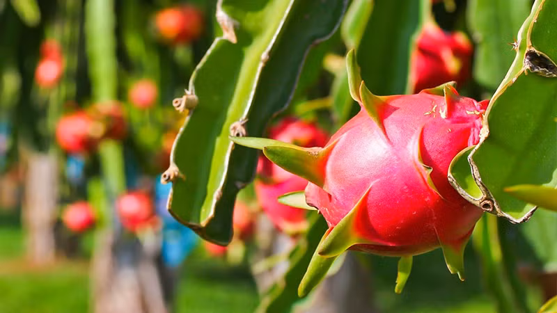 Loại thứ nhất: Thanh long thân thuôn dài Khi mua thanh long, đầu tiên bạn nên xem hình thức bên ngoài, không phải quả thanh long nào cũng giống nhau, quả thanh long ngon là thanh long có hình tròn và rất căng mọng.