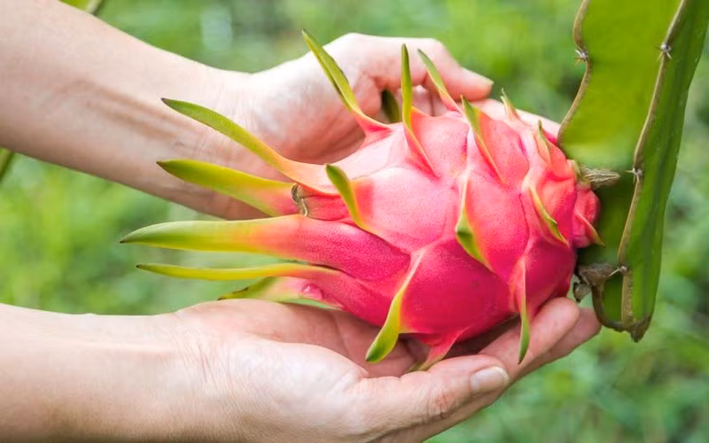 Loại thứ ba: Thanh long có vết xước trên bề mặt Thời hạn sử dụng của thanh long rất ngắn, chính vì vậy, khi mua thanh long nếu thấy có những vết xước trên bề mặt thì tốt nhất không nên mua.