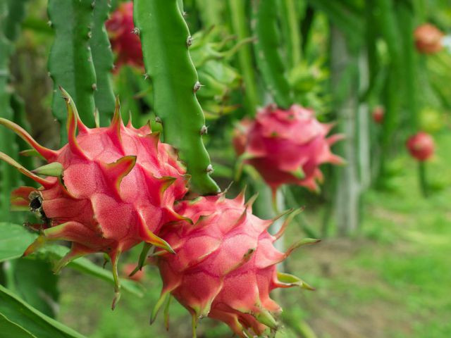 Ngược lại, những quả thanh long có hình dáng thuôn dài thì vỏ tương đối dày, vị nhạt và chua, tốt nhất dù giá rẻ cũng không nên mua, mua về cũng chán, phải bỏ đi, rất phí.