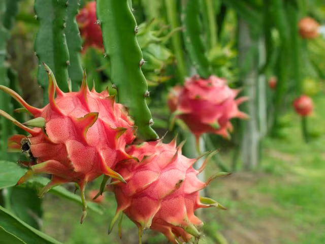 Ngược lại, những quả thanh long có hình dáng thuôn dài thì vỏ tương đối dày, vị nhạt và chua, tốt nhất dù giá rẻ cũng không nên mua, mua về cũng chán, phải bỏ đi, rất phí.