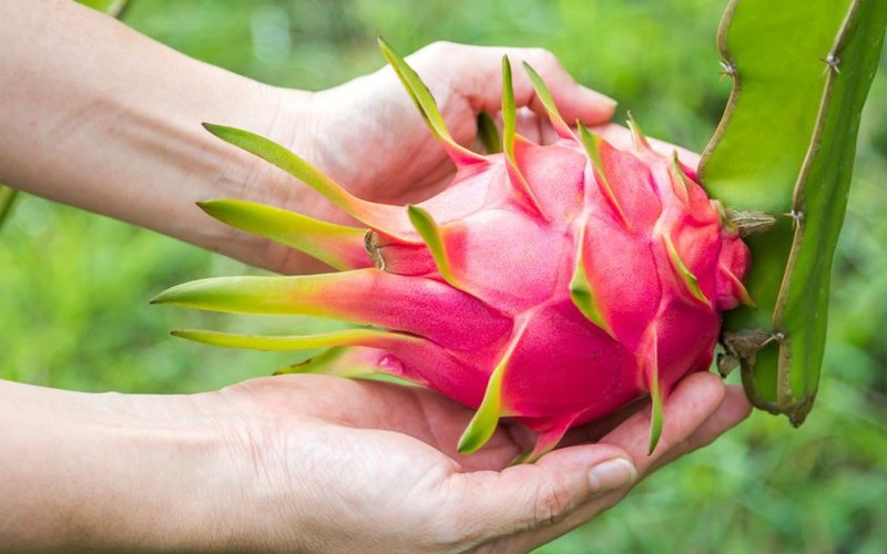 Loại thứ ba: Thanh long có vết xước trên bề mặt Thời hạn sử dụng của thanh long rất ngắn, chính vì vậy, khi mua thanh long nếu thấy có những vết xước trên bề mặt thì tốt nhất không nên mua.