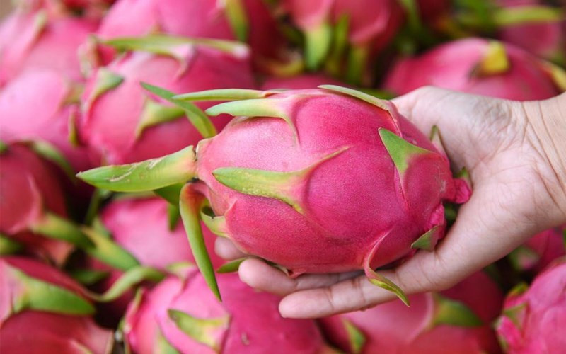 Đây là loại thanh long không còn tươi, mặc dù bổ ra nhìn bên trong vẫn không mấy khác biệt nhưng mùi vị đã không còn đảm bảo, dinh dưỡng cũng giảm đi.