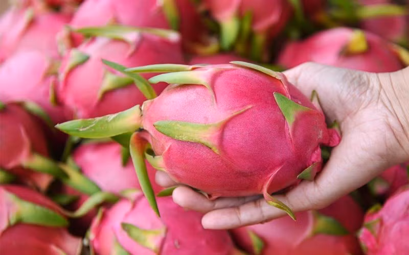 Đây là loại thanh long không còn tươi, mặc dù bổ ra nhìn bên trong vẫn không mấy khác biệt nhưng mùi vị đã không còn đảm bảo, dinh dưỡng cũng giảm đi.