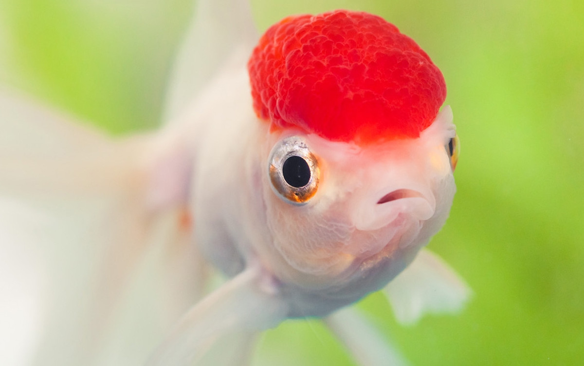 1. Não cá: Theo các báo cáo khoa học, não cá có chứa dầu cá rất cần thiết cho cơ thể con người.