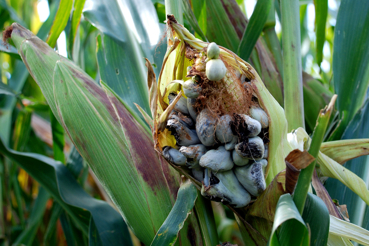Tại đất nước này, huitlacoche có bán khắp nơi, ở ngoài chợ, trong siêu thị, tại các cửa hàng thực phẩm dưới dạng tươi, để đông lạnh hoặc phơi khô với mức giá không hề rẻ.