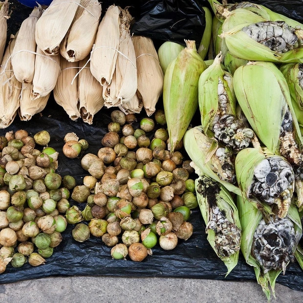 Cụ thể, người Mexico tách từng mảng huitlacoche ra khỏi bắp sau đó chế biến nhiều món ăn truyền thống đậm đà hương vị địa phương như món khai vị quesadillas, bánh ngô tamales, súp, hoặc taco.