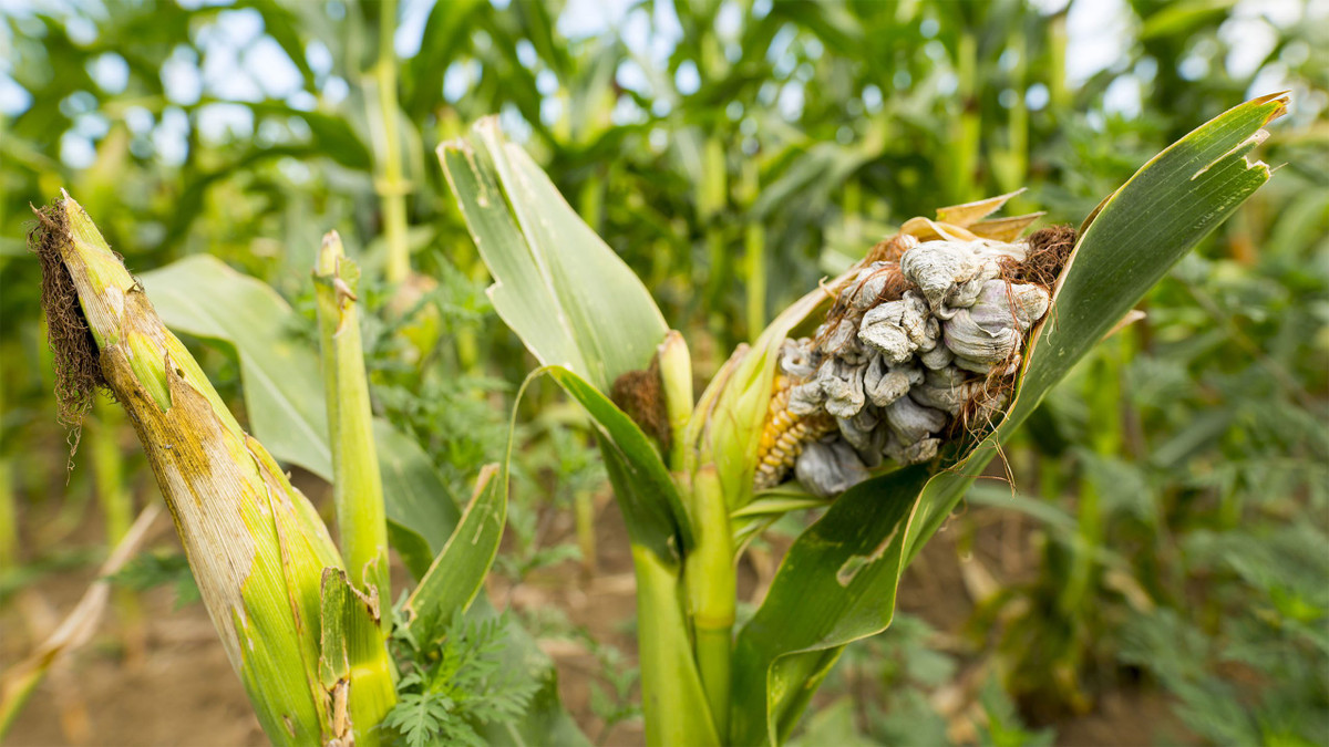 Thế nhưng ở Mexico, người dân trồng ngô lại chỉ thích ngô nấm mốc vì loại mốc này giúp họ thu được lợi ích kinh tế còn cao hơn cả ngô phát triển bình thường và khoẻ mạnh.