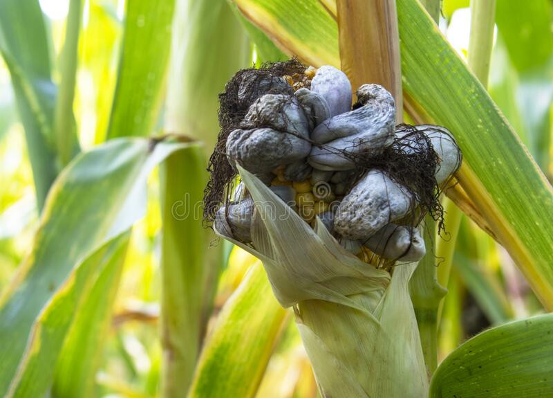 Tại sao lại như vậy, vì loại nấm mốc trên ngô này được xem như là đặc sản tại Mexico, nó được gọi là Huitlacoche.