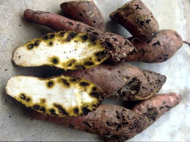 Thực tế, ăn khoai lang xuất hiện đốm, khoai lang xuất hiện màu lạ có thể gây ngộ độc ngay lập tức hoặc nếu không, có thể âm thầm nuôi dưỡng tế bào ung thư, cực kỳ có hại cho sức khỏe.