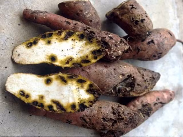 Thực tế, ăn khoai lang xuất hiện đốm, khoai lang xuất hiện màu lạ có thể gây ngộ độc ngay lập tức hoặc nếu không, có thể âm thầm nuôi dưỡng tế bào ung thư, cực kỳ có hại cho sức khỏe.