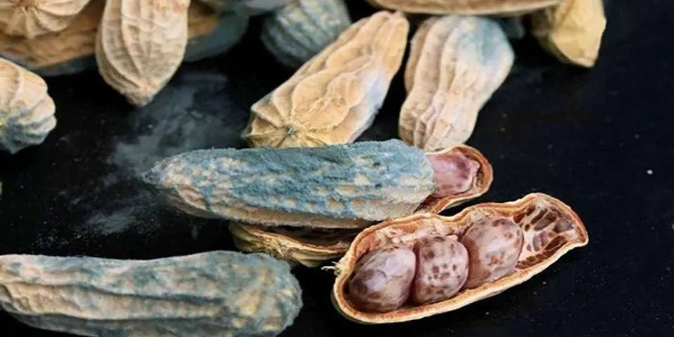Lạc bị nhăn và ố vàng sẽ sinh ra nhiều chất gây ung thư như aflatoxin. Các nghiên cứu đã chỉ ra rằng chỉ cần 20ug aflatoxin là có thể gây tử vong, ăn lâu dài sẽ gây ra các biến đổi ung thư trong tế bào gan và ảnh hưởng đến sức khỏe.