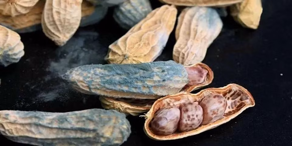 Lạc bị nhăn và ố vàng sẽ sinh ra nhiều chất gây ung thư như aflatoxin. Các nghiên cứu đã chỉ ra rằng chỉ cần 20ug aflatoxin là có thể gây tử vong, ăn lâu dài sẽ gây ra các biến đổi ung thư trong tế bào gan và ảnh hưởng đến sức khỏe.