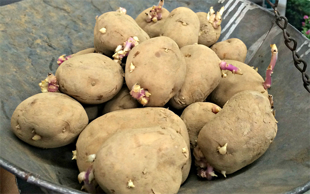 Hãy luôn nhớ, ăn khoai tây mọc mầm không hề tốt chút nào. Các nghiên cứu đã chỉ ra rằng khoai tây sau khi nảy mầm sẽ tạo ra một lượng lớn solanin.