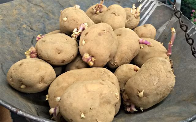 Hãy luôn nhớ, ăn khoai tây mọc mầm không hề tốt chút nào. Các nghiên cứu đã chỉ ra rằng khoai tây sau khi nảy mầm sẽ tạo ra một lượng lớn solanin.