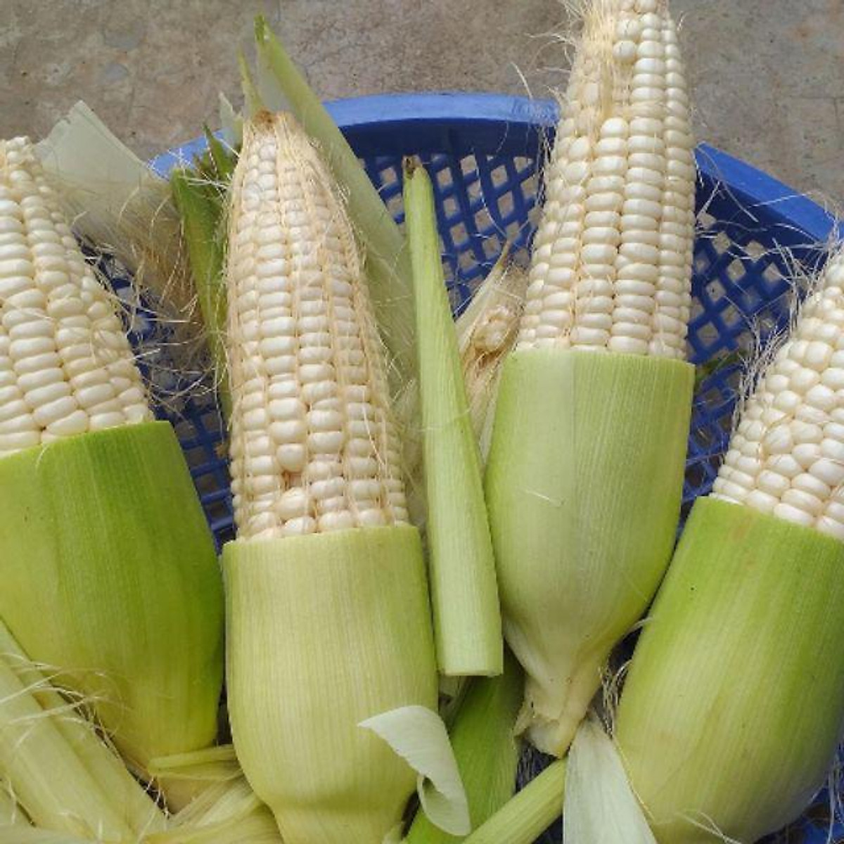 Rửa bắp ngô thật sạch rồi lột vỏ nhưng giữ lại một lớp mỏng thay vì tách sạch toàn bộ như trước. Lớp vỏ bên ngoài lõi luôn có chức năng bảo vệ, giúp ngô không bị cứng khi luộc.