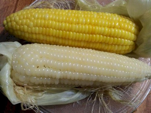 Tiếp theo cho một lượng nước thích hợp vào nồi, cho ngô vào, nước không được ngập ngô. Sau đó, cho thêm một chút muối và đường vừa đủ vào, khuấy đều cho tan rồi bật lửa luộc.