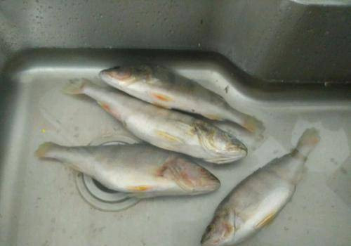 Ra dong theo cach nay, ca van tuoi 100%, khong mat dinh duong-Hinh-2